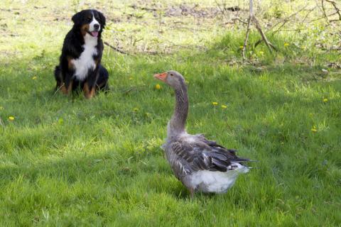 Keks trifft viele Tiere