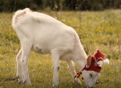 Rosalie das Maskottchen